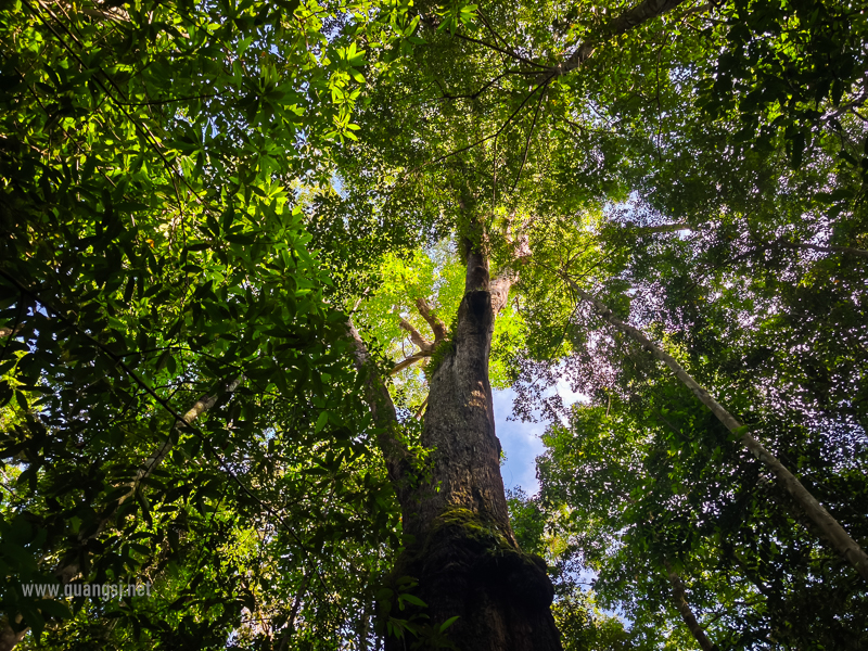 Rach-Tram-Phu-Quoc-Cajuput-Forest (1)