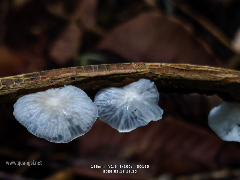 mushroom in phu quoc