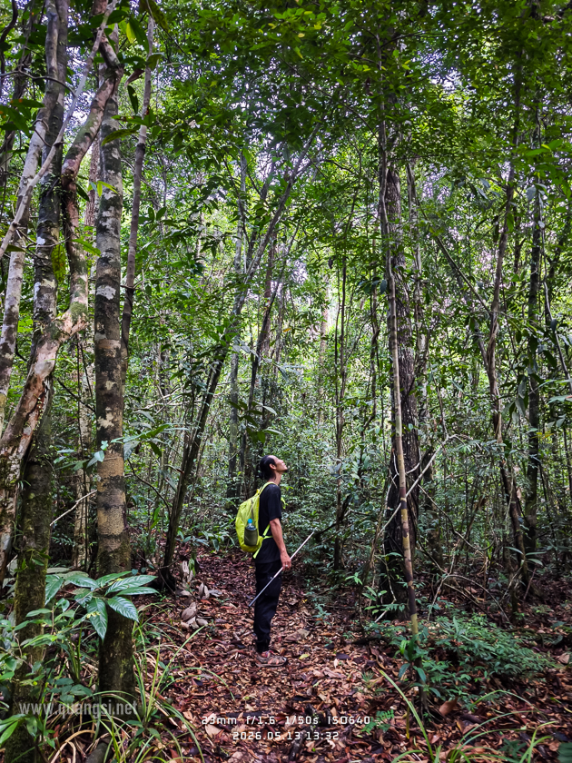 Rach Tram Phu Quoc Cajuput Forest 12
