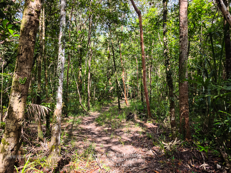Rach-Tram-Phu-Quoc-Cajuput-Forest (13)