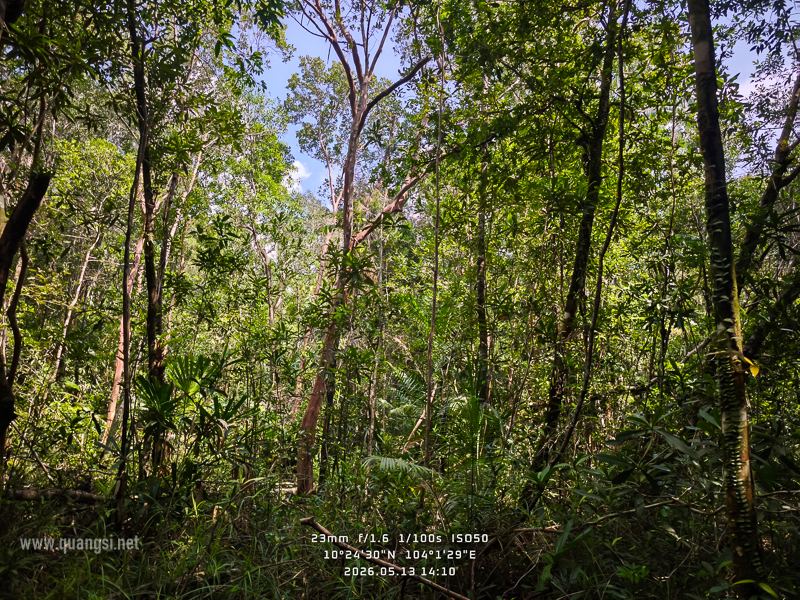 Rach-Tram-Phu-Quoc-Cajuput-Forest (14)