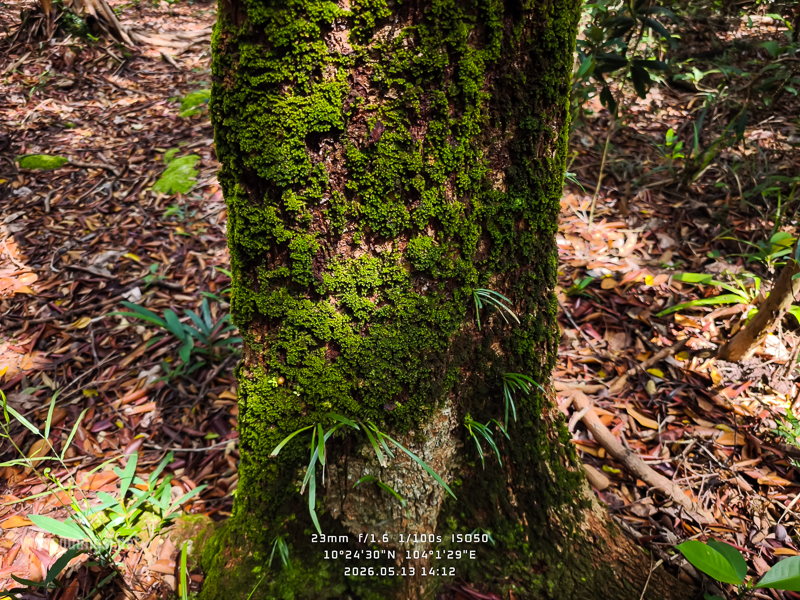 Rach-Tram-Phu-Quoc-Cajuput-Forest (15)