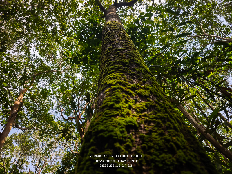 Rach-Tram-Phu-Quoc-Cajuput-Forest (16)