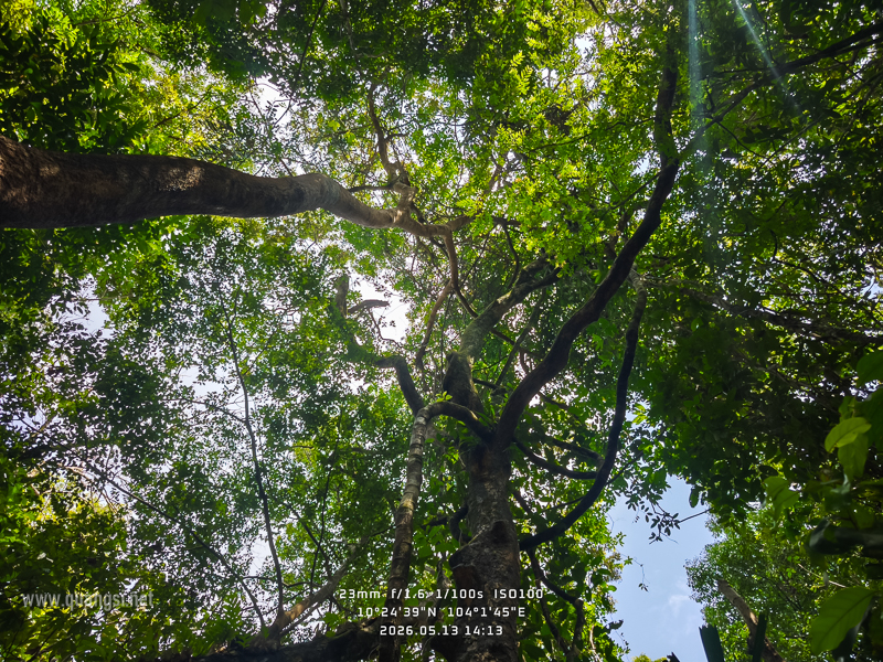 Rach-Tram-Phu-Quoc-Cajuput-Forest (17)