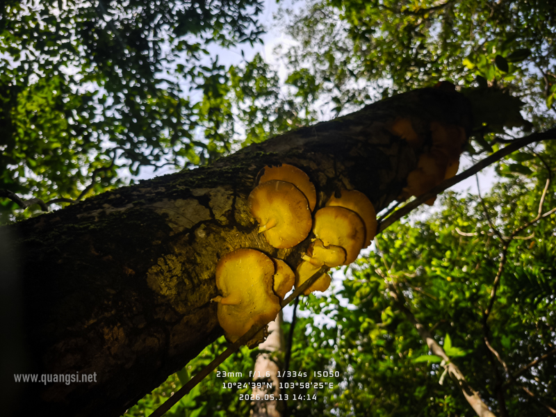 Rach-Tram-Phu-Quoc-Cajuput-Forest (18)