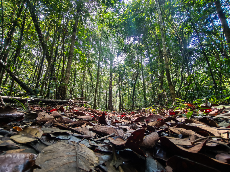 Rach-Tram-Phu-Quoc-Cajuput-Forest (20)