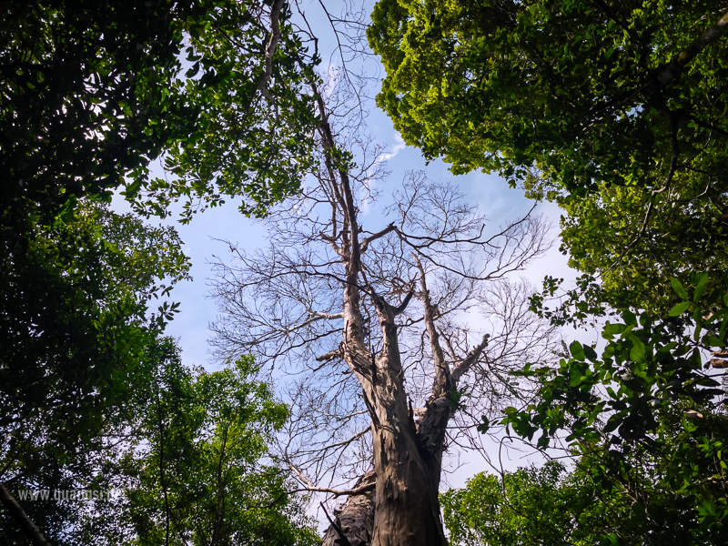 Rach-Tram-Phu-Quoc-Cajuput-Forest (21)