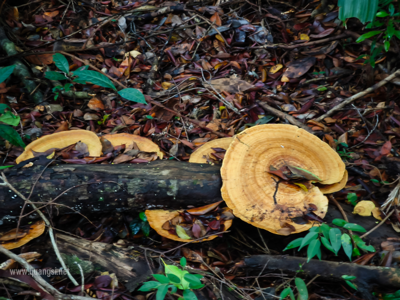 Rach-Tram-Phu-Quoc-Cajuput-Forest (36)
