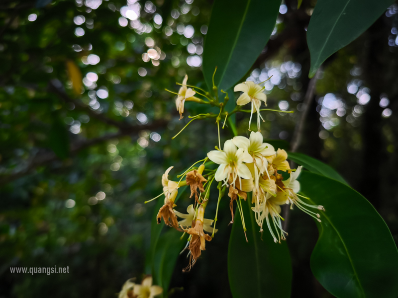 Rach-Tram-Phu-Quoc-Cajuput-Forest (39)