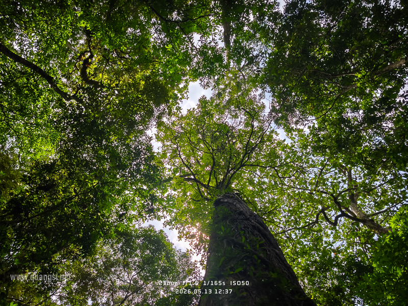 trees in phu quoc