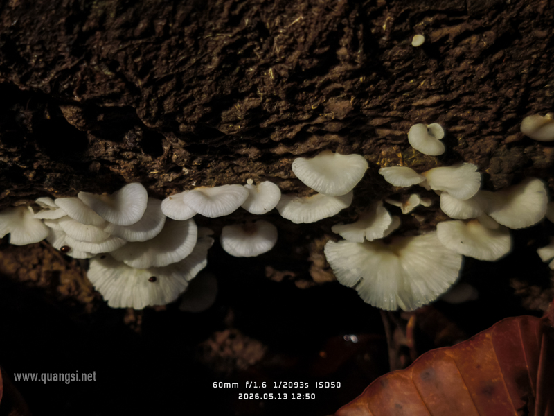 fungi phu quoc
