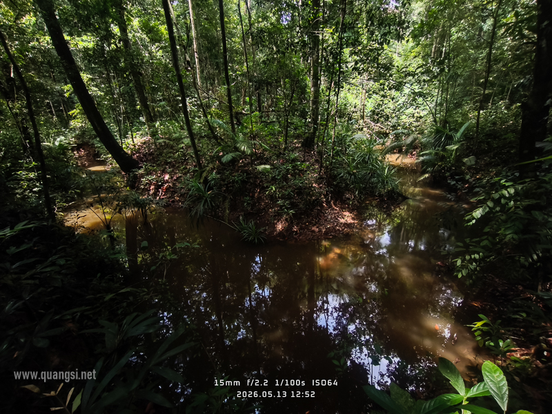 stream in the jungle