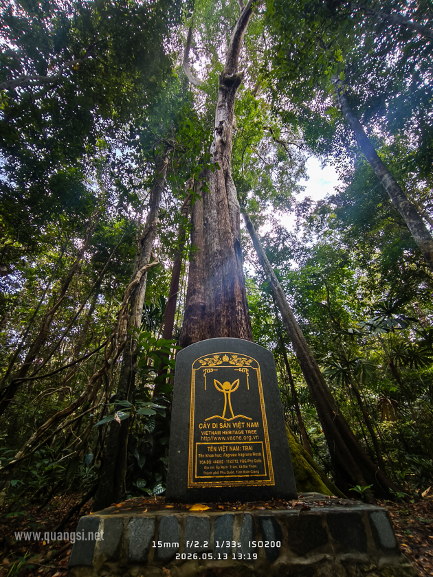 an ancient tree in phu quoc
