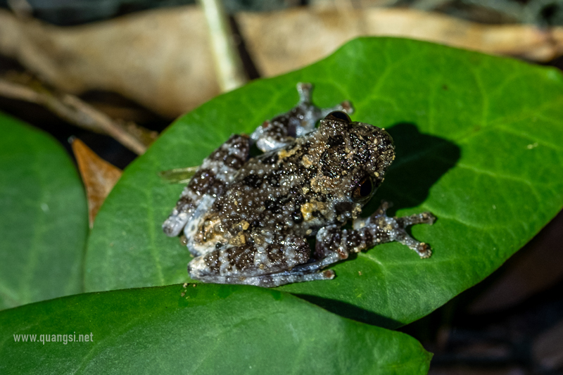 Vietnamese Bug-eyed Frog (Theloderma vietnamense)