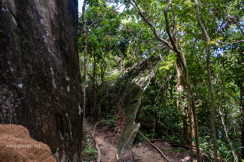 jungle-night-herping-phu-quoc
