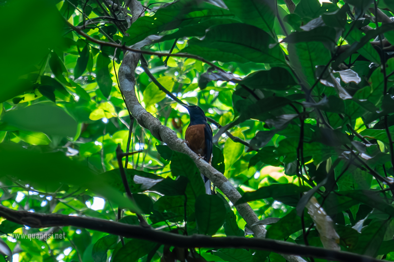 Herping in Hon Son Island Vietnam jungle-night-herping-phu-quoc