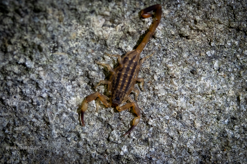 Herping in Hon Son Island Vietnam jungle-night-herping-phu-quoc