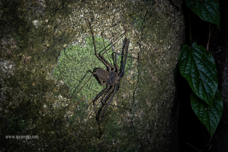 jungle-night-herping-phu-quoc