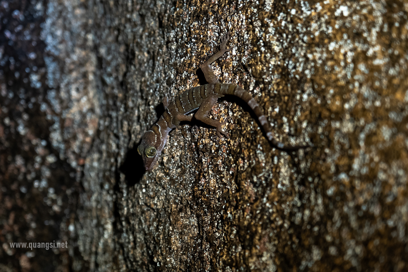 cyrtodactylus borgattaorum