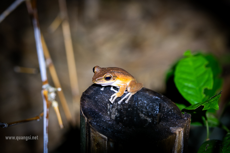 Herping in Hon Son Island Vietnam jungle-night-herping-phu-quoc