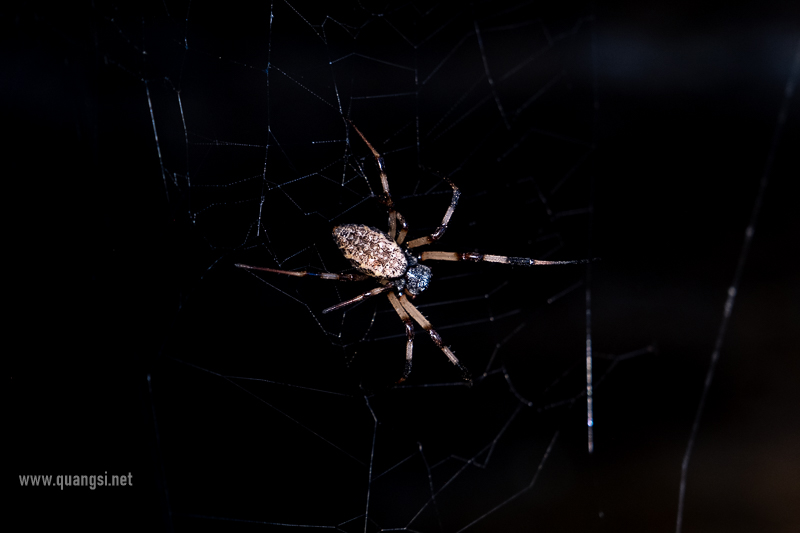 Herping in Hon Son Island Vietnam jungle-night-herping-phu-quoc