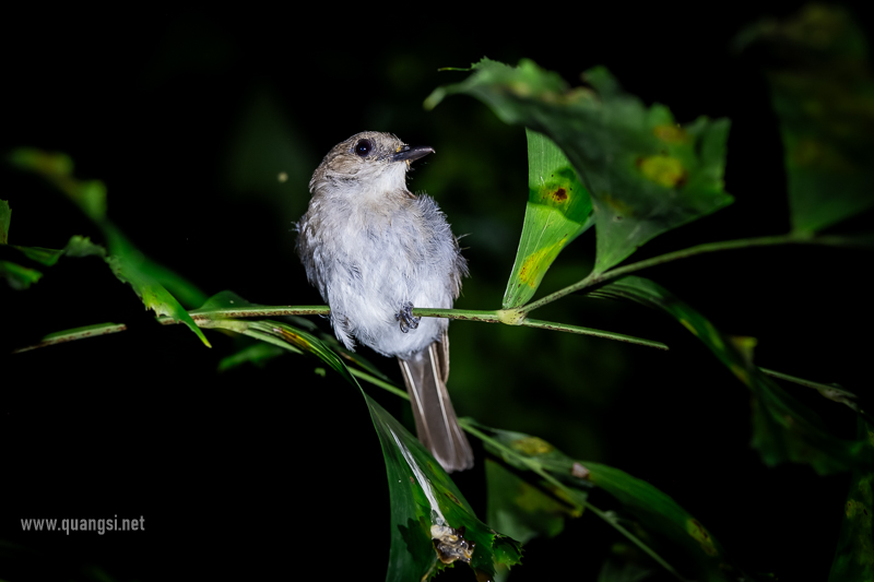 Herping in Hon Son Island Vietnam jungle-night-herping-phu-quoc