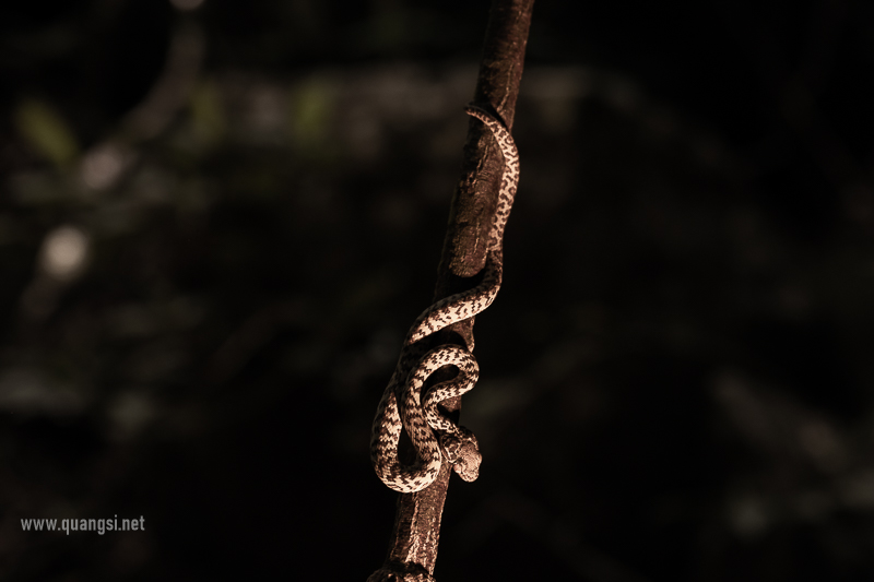 Herping in Hon Son Island Vietnam jungle-night-herping-phu-quoc