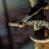 jungle-night-herping-phu-quoc