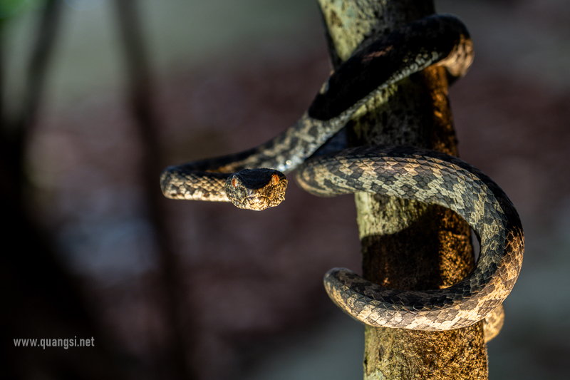 jungle-night-herping-phu-quoc