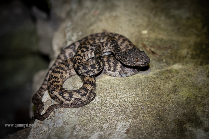 Herping in Hon Son Island Vietnam jungle-night-herping-phu-quoc