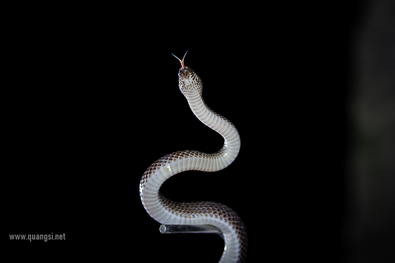 jungle-night-herping-phu-quoc