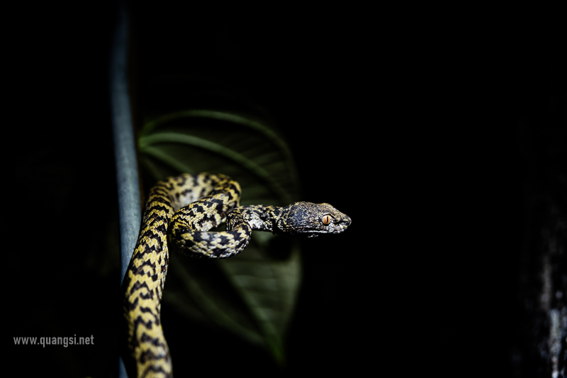 jungle-night-herping-phu-quoc