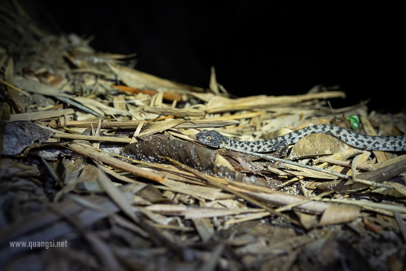 Herping in Hon Son Island Vietnam jungle-night-herping-phu-quoc