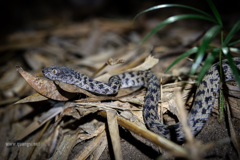 Herping in Hon Son Island Vietnam trimeresurus-honsonensis