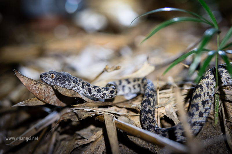 Herping in Hon Son Island Vietnam jungle-night-herping-phu-quoc