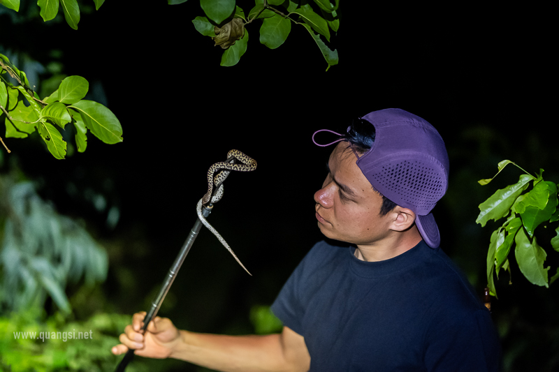 Herping in Hon Son Island Vietnam