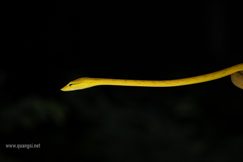 jungle-night-herping-phu-quoc
