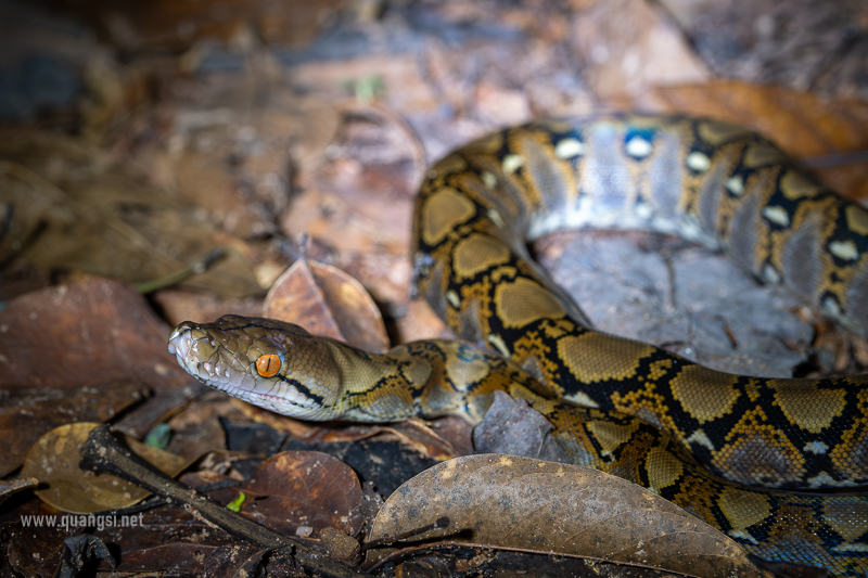 The Ultimate List Of Snake Species On Phu Quoc Islands