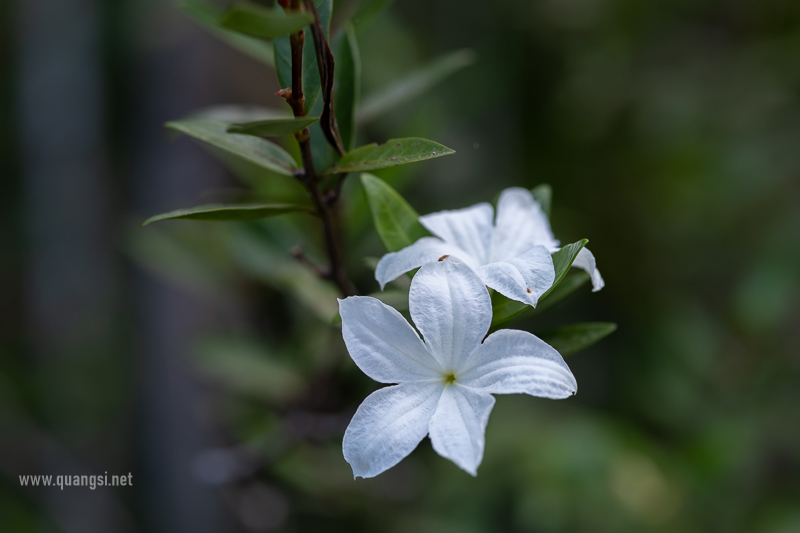 12 Remarkable Plants Found in Phu Quoc National Park