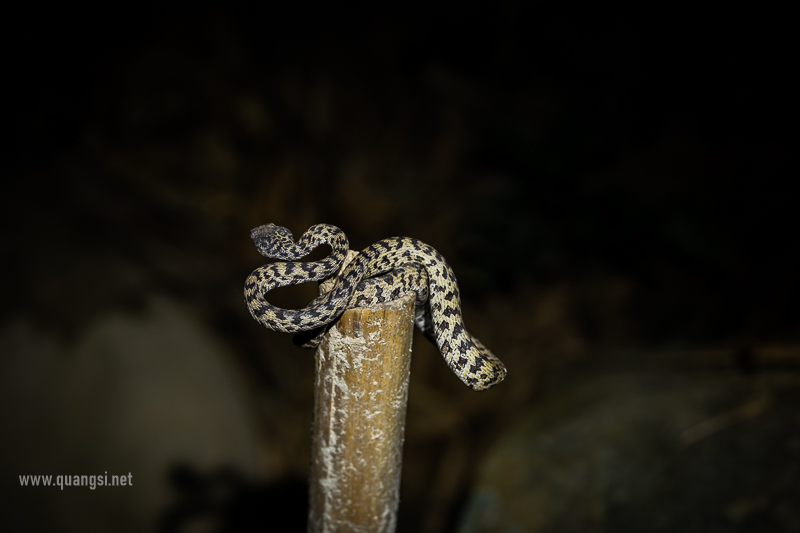 jungle-night-herping-phu-quoc
