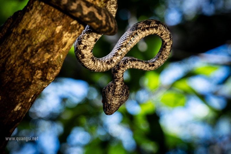 jungle-night-herping-phu-quoc