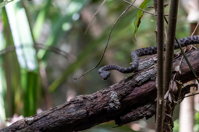 trimeresurus-honsonensis-female